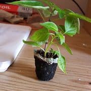 Picture of a Docupot plant pot