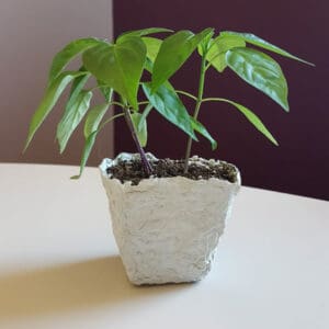 Picture of a docupot with a plant in it